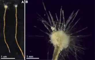 Spiculosiphon oceana, a unicellular foraminiferan with an appearance and lifestyle that mimics a sponge, grows to 5&nbsp;cm long.