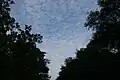 Spiders above the Blackrock Trail, Big Talbot Island