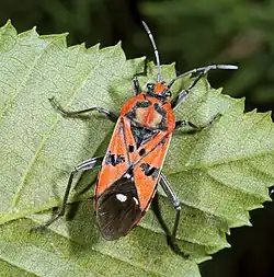 Female