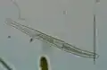Spirostomum teres still