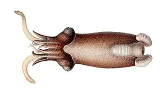 Spirula spirula has small ear-shaped fins on either side of a terminal photophore