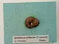 Spitidiscus fallacior (Coquand), Barremian, Razgrad, Cr1 1713 (Coll. V.Tzankov) at the SUMPHG