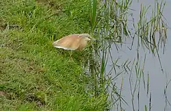 Squacco heron, Catalonia