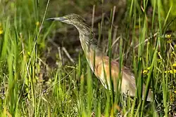 Squacco heron, near Parma