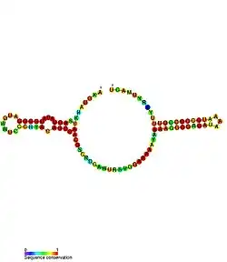 sraA: Secondary structure taken from the Rfam database. Family RF02029