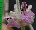 Flowers in situ