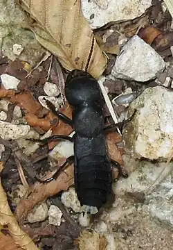 An adult showing the glands that emit a terrible smell.