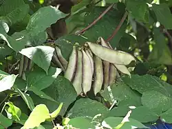 Hyacinth Beans (Ilo: Parda or Tlg: Bataw)