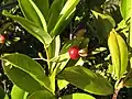 Grumichama in the tree