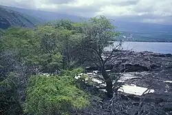 The former village of Kaʻawaloa is now overgrown with Kiawe trees.