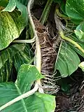 Foliage and stems adults