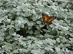 Helichrysum petiolare, Licorice Plant