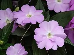 Cultivated specimen