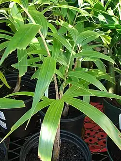 Seedling
