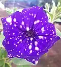 Starry Night, found in Porto Alegre - Brazil.