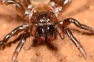female S. coronatus