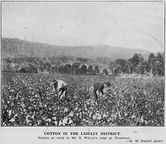 Picking cotton at Thornton, 1931