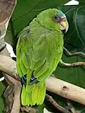 Juvenile