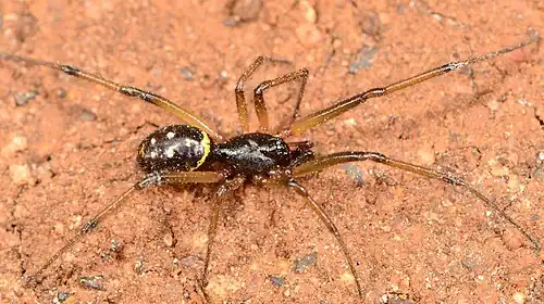 male