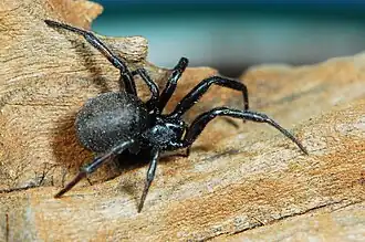 female