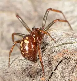juvenile female