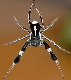male S. mimosarum