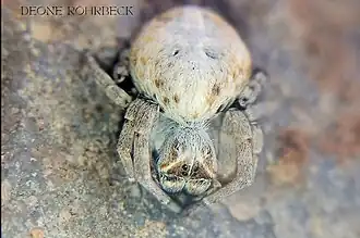 female S. tentoriicola