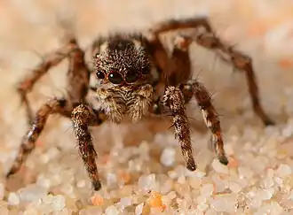 female