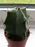 Small plant
