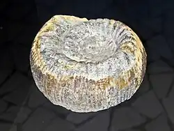 Stephanoceras blagdeni from Mid Jurassic - Germany.