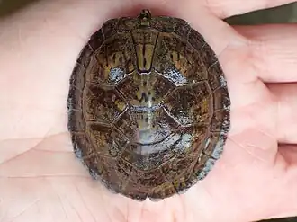 Young carapace