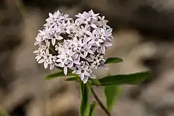 Stevia plummerae