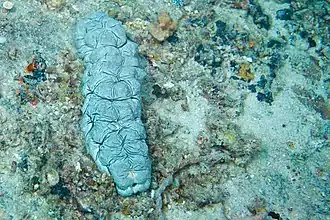 Stichopus vastus