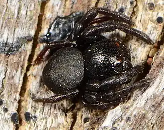 male S. affinis