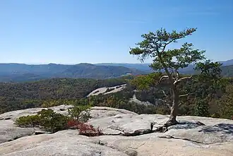 An isolated pine tree on Stone Mountain