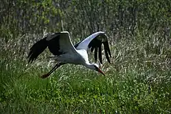 White stork, Risens naturreservat, Lund, Scania