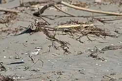 Kentish plover, Maremma Regional Park, Tuscany