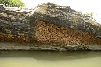 Nest colony, Ranganathittu Bird Sanctuary, Karnataka