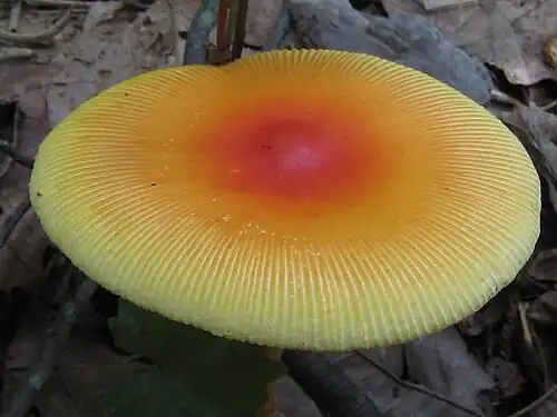 Striated cap margin
