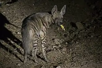 A striped hyena feeding on slaughterhouse discards.