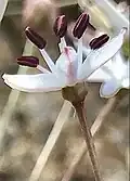 Single flower (enlarged) in profile