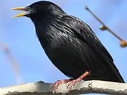 Spotless starling, Seville