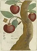 Persimmon Tree