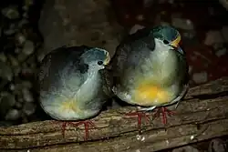 A pair of Sulawesi ground doves on a branch in Louisville Zoo, USA.