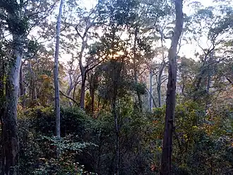 Binna Burra rainforest at sunset, 2014