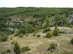 On the site of the oppidum of Murcens