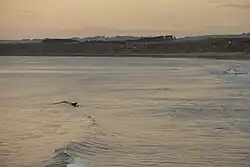 Surfer at Castlecliff Beach