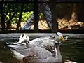 Swan