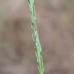 Cauline leaves