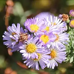 S. defoliatum: San Bernardino aster, 16 October 2016, San Diego County, California.
